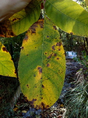 Ophiognomonia leptostyla