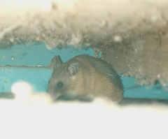 Acomys wilsoni