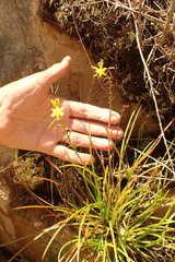 Bulbine audreyae