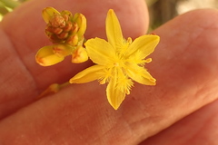 Bulbine audreyae