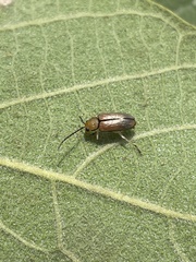Palpoxena nigromarginata