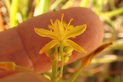 Bulbine audreyae