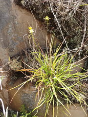 Bulbine audreyae