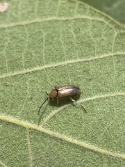 Palpoxena nigromarginata