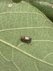 Palpoxena nigromarginata