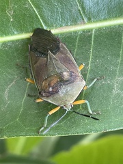 Piezosternum calidum