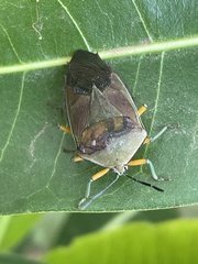 Piezosternum calidum