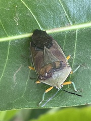 Piezosternum calidum