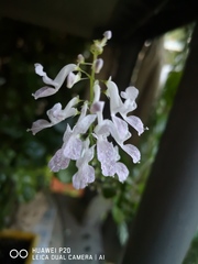 Plectranthus verticillatus
