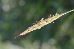 Ischaemum aristatum