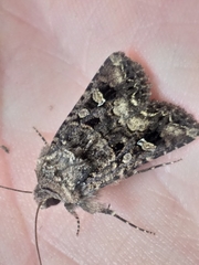 Tycomarptes inferior