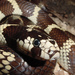 Common Kingsnake - Photo (c) tsreptilien, some rights reserved (CC BY-NC)