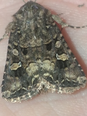 Tycomarptes inferior