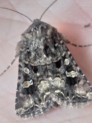 Tycomarptes inferior