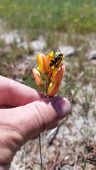 Ixia calendulacea