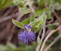 Polygala gerrardii