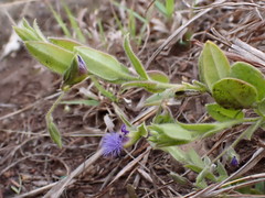 Polygala gerrardii