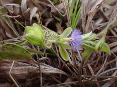 Polygala gerrardii