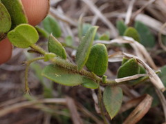 Polygala gerrardii
