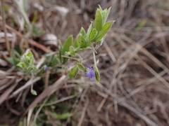 Polygala gerrardii