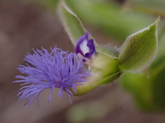 Polygala gerrardii