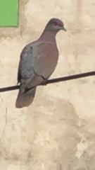 Patagioenas cayennensis