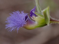 Polygala gerrardii