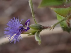 Polygala gerrardii