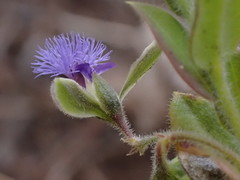 Polygala gerrardii