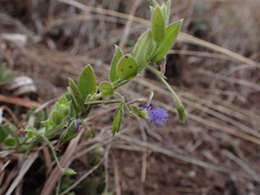 Polygala gerrardii