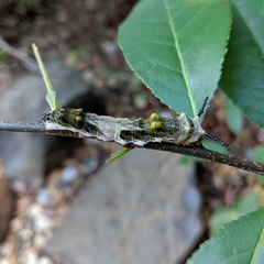 Limenitis arthemis astyanax