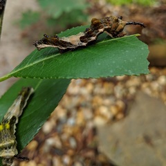 Limenitis arthemis astyanax