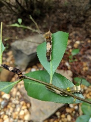 Limenitis arthemis astyanax