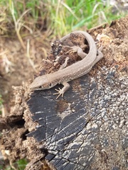Lacerta viridis