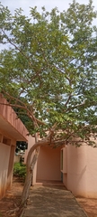 Psidium guajava