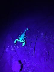 Hormuridae