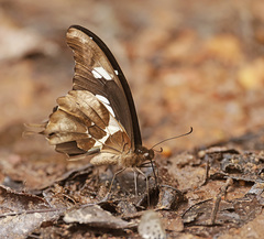 Papilio hesperus hesperus