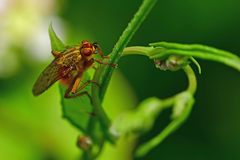 Scathophaga stercoraria