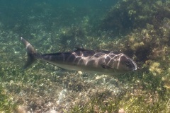 Seriola hippos