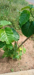 Magnoliopsida
