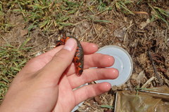 Cynops pyrrhogaster