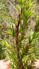 Cliffortia filifolia