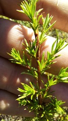 Cliffortia filifolia