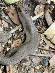 Trachylepis boulengeri