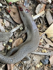 Trachylepis boulengeri