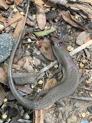 Trachylepis boulengeri