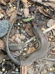 Trachylepis boulengeri