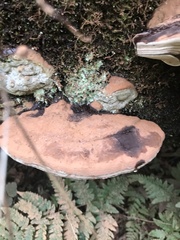 Ganoderma applanatum