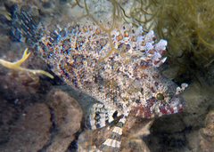 Centrogenys vaigiensis