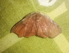 Achrosis rondelaria